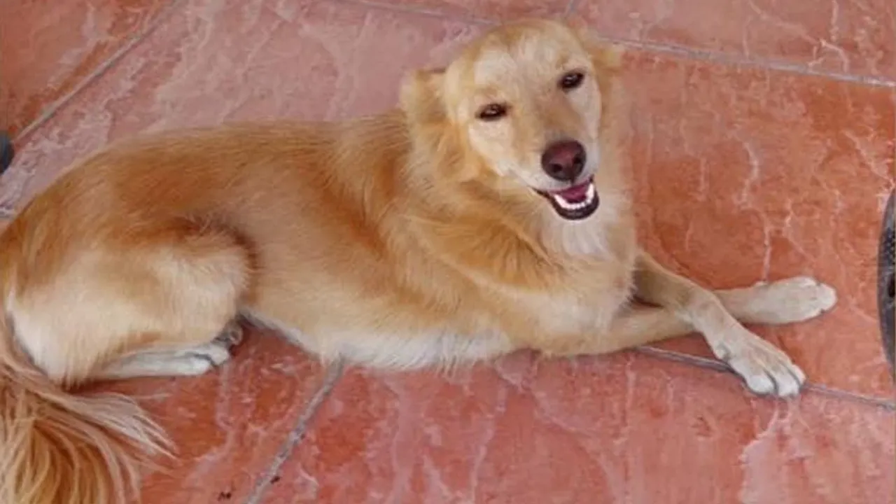 Çayırova’da bir köpek zehirlenerek öldürüldü!