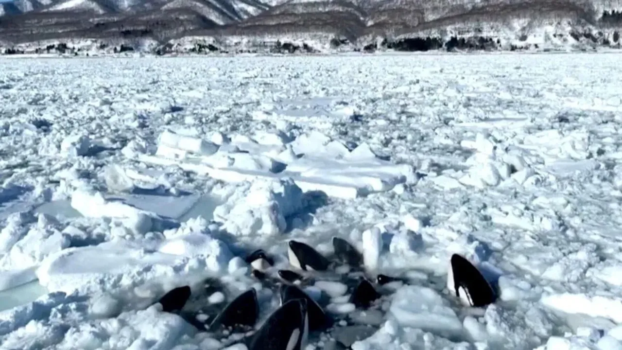 Katil balinalar sürüklenen buzda sıkışıp kaldı