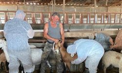 Tarım Bakanlığı’nın şap hastalığına karşı mücadelesi kararlılıkla devam ediyor