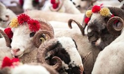 Din İşleri Başkanlığı vekâlet yoluyla kurban kesim bedellerini açıkladı