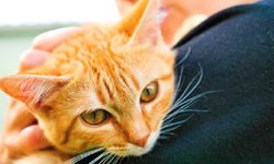 Altın Patiler Derneği: Karaoğlanoğlu’nda birçok kedi zehirlendi!