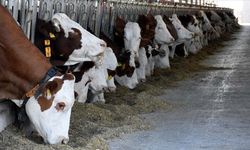 Hayvancılık Dairesi’nden aflatoksin konusunda açıklama