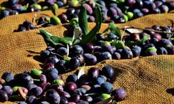 Güzelyurt İlçesi'nde zeytin ve harup toplama tarihleri açıklandı
