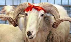 Kurban Bayramı başladı