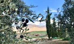 Aydınköy’de İzinsiz Ağaç Sökümü: Yasal İşlem Başlatıldı