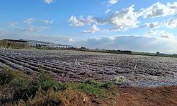 Güney Kıbrıs’ta birçok ürün soğuktan zarar gördü