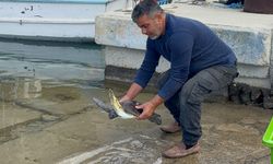 MERİTTA İKİ DENİZ KAPLUMBAĞASINI MAVİ SULARA UĞURLADI