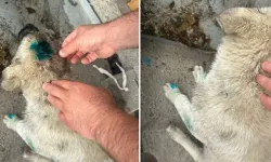 Zonguldak'ta 'insan' yavru köpeği ısırdı