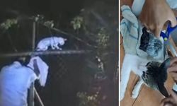 Kedi hapishaneye uyuşturucu sokarken yakalandı