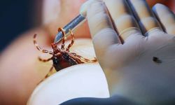 Türkiye'de kene kabusu: 6 can kaybı