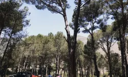 'Para basan ağaç' ilk kez tohum verdi: Tohumlarının piyasa değeri 300 bin TL'ye yakın