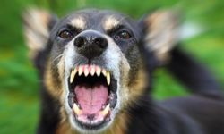 64 yaşındaki kadın köpeklerin saldırısına uğradı