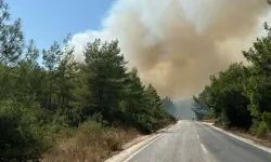 Muğla Bodrum'da orman yangını: Havadan ve karadan müdahale
