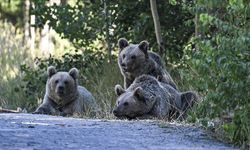 Japonya, ayılar için lisanslı avcıların işe alınması planlanıyor