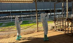 Şap hastalığı ile mücadele aralıksız sürüyor