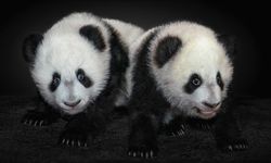 Japonya ikiz pandaların Çin'e dönmesiyle 50 yıl sonra pandasız kalacak