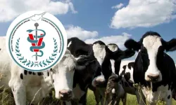 Veteriner Hekimler Birliği: Şap Hastalığı KKTC’de; halkın et ve süt tüketmesinde risk yok