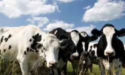 Veteriner Dairesi: Şap hastalığı ile mücadele kapsamında 6 günde 35 bin 702 hayvan aşılandı