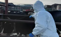 Veteriner Hekimler Birliği’nden şap hastalığı uyarısı