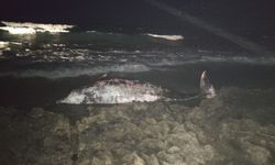 Tatlısu’da 5 metre uzunluğundaki erkek gagalı balina karaya vurdu