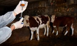 AB’den şap hastalığıyla mücadeleye 500 bin doz aşı desteği