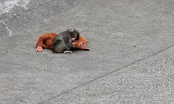 Japon uzmanlar maymun Punch'ın yalnızlığını anlattı: Gidecek başka bir yeri yok