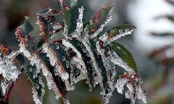 Yarın ve Çarşamba sabah saatlerinde yer yer don olayı bekleniyor