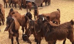 Devlet Üretme Çiftliği oğlak keçi ve teke satışı yapacak