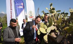 Babutsa koşniline karşı doğaya ilk kez avcı böcek bırakıldı