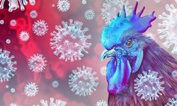 Güney Kıbrıs’ta kuş gribi alarmı: 4 kişi karantinaya alındı