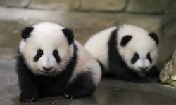 Panda diplomasisi geri döndü: Birkaç gün içinde ulaşacaklar