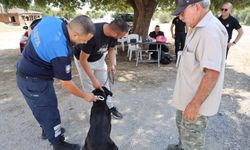 Ruhsatlandırma ve çipleme işlemleri İskele'de 23 Ekim’e kadar uzatıldı