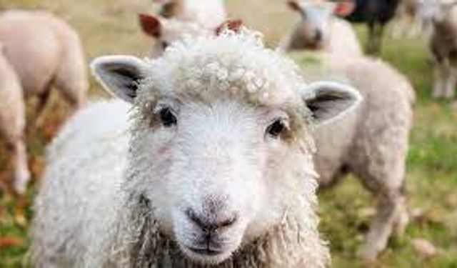 Çiçek hastalığı tazminatları ödendi