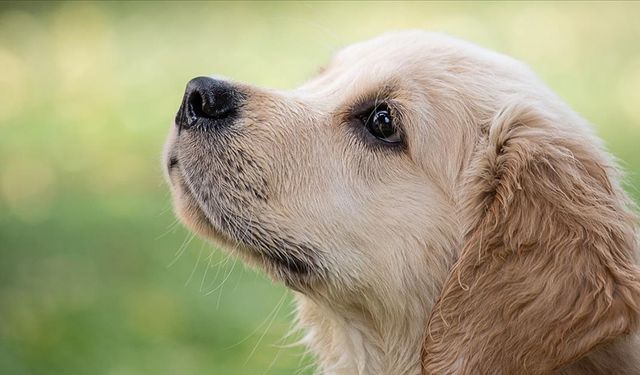 Araştırma: Köpeklerin ömrü ile burun uzunlukları ve vücut boyutları arasında bağlantı tespit edildi