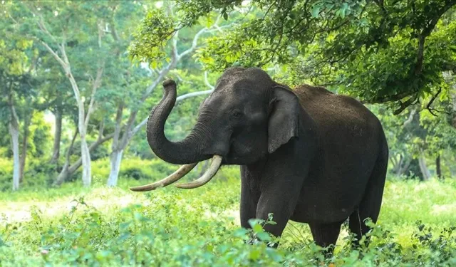 Almanya, Botsvana'nın "20 bin fil gönderme" tehdidine cevap verdi