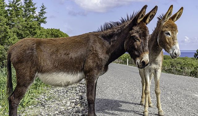 Yenierenköy–Dipkarpaz yolunda dikkatsiz sürücü eşeklere çarptı: 3 eşek hayatını kaybetti, 2 kişi yaralandı