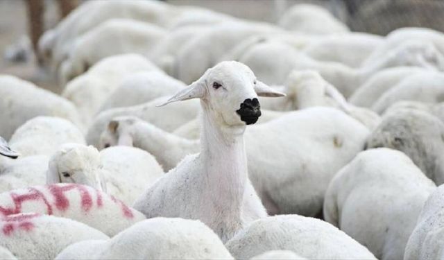 Brucella tazminatları ödendi