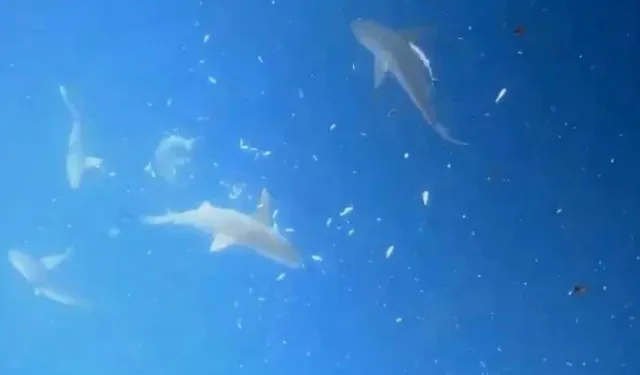 Yer Akdeniz: Dalgıçlar köpek balığı sürüsüyle burun buruna geldi