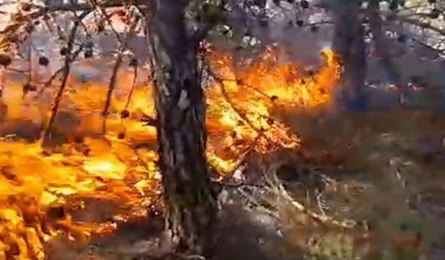 Güney Kıbrıs'ta Avrupa Bölgesel Yangın Söndürme Merkezi kuruluyor