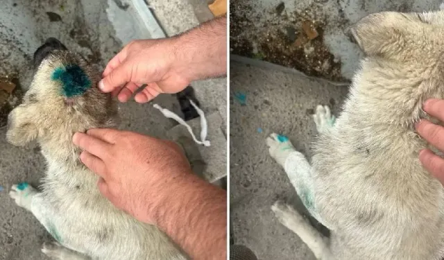 Zonguldak'ta 'insan' yavru köpeği ısırdı