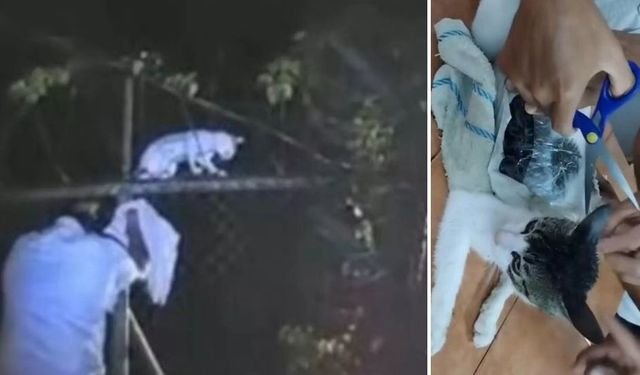 Kedi hapishaneye uyuşturucu sokarken yakalandı