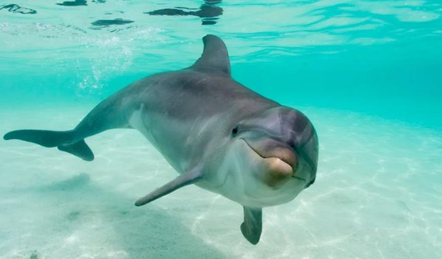 Araştırma: Yunuslar ıslıkları var ve bu sesler gizli bilgiler taşıyor olabilir