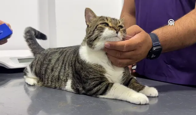 Türkiye'de ilk kez yapıldı: Diyabet hastası kedi kök hücre nakliyle sağlığına kavuştu