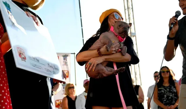 Dünyanın en çirkin köpeği: Sahibine 5 bin dolar kazandırdı