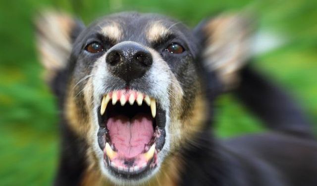 Vadili’de Başıboş Köpekler Yoldan Geçen Şahsa Saldırdı