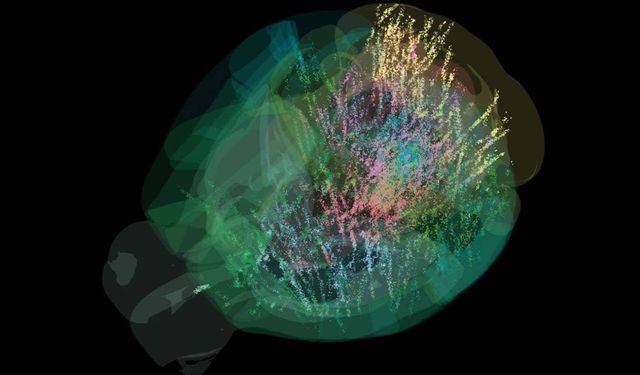 Beyindeki karar verme sürecinin haritası çıkarıldı