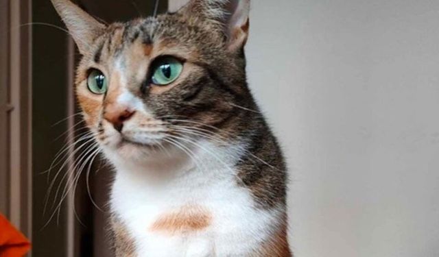 Havalimanında kaybolan Mika isimli kedi gündem oldu