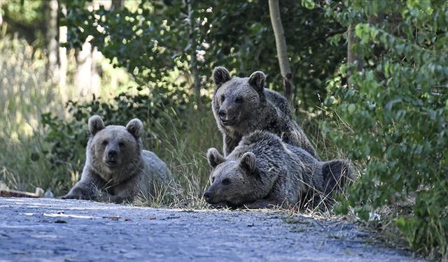 Japonya, ayılar için lisanslı avcıların işe alınması planlanıyor