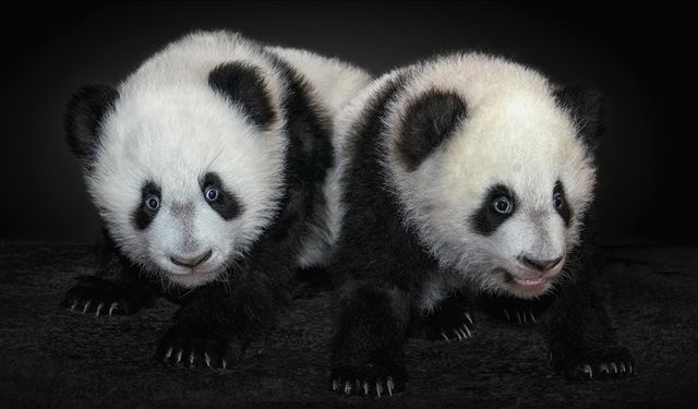 Japonya ikiz pandaların Çin'e dönmesiyle 50 yıl sonra pandasız kalacak
