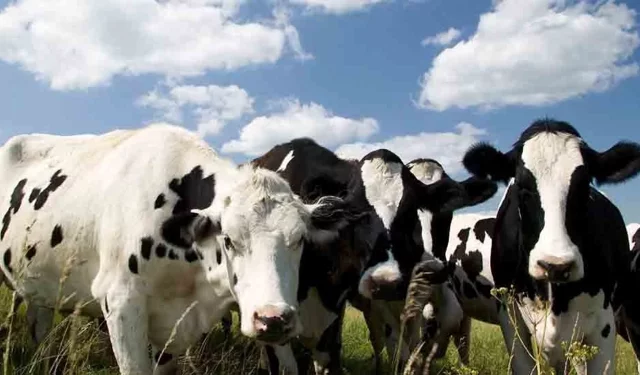 Güney Kıbrıs’ta şap hastalığı tespit edilen çiftlik sayısı 101’e ulaştı